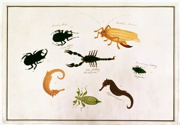 Koombang Kerbo, Bielalan Dawon, Kala Jinking, Koombang Padang, Hippocampus, from Drawings of Animals, Insects and Reptiles from Malacca